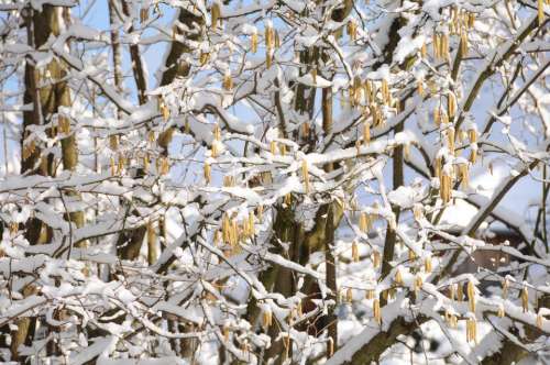 Snow Spring Hazelnut Tree Blue Brown Yellow