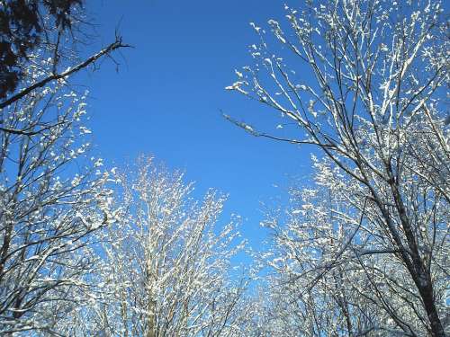 Snow Trees Blue Sky Winter