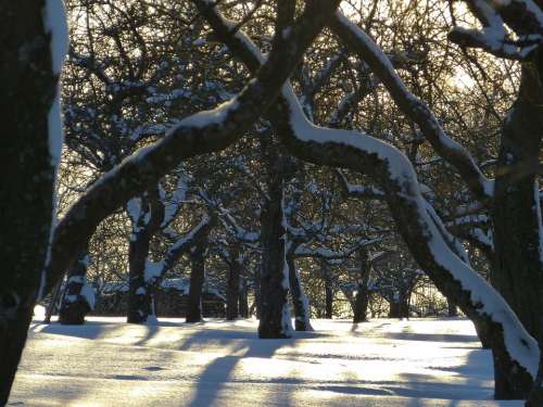 Snow Traces Winter Wintry Tree Trees Winter Mood