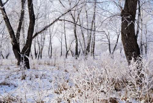 Snow Frost Landscape Nature Trees Forest