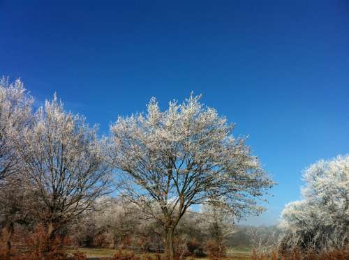 Snow Ripe Tree Sun Blue Sky Contrast