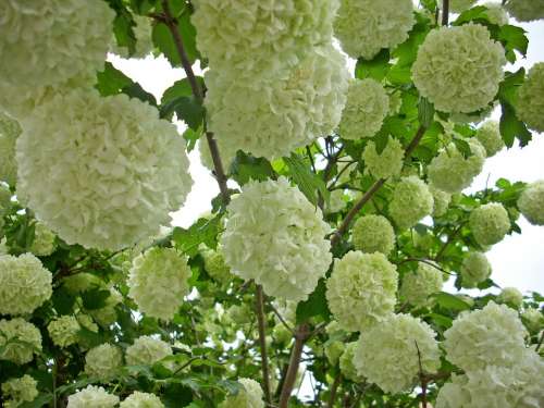 Snow Ball Blossom Bloom Viburnum Bush