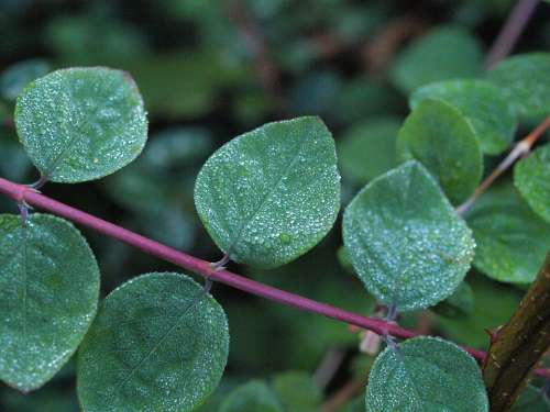 Snow Berry Morgentau Drip Dew Leaves Water