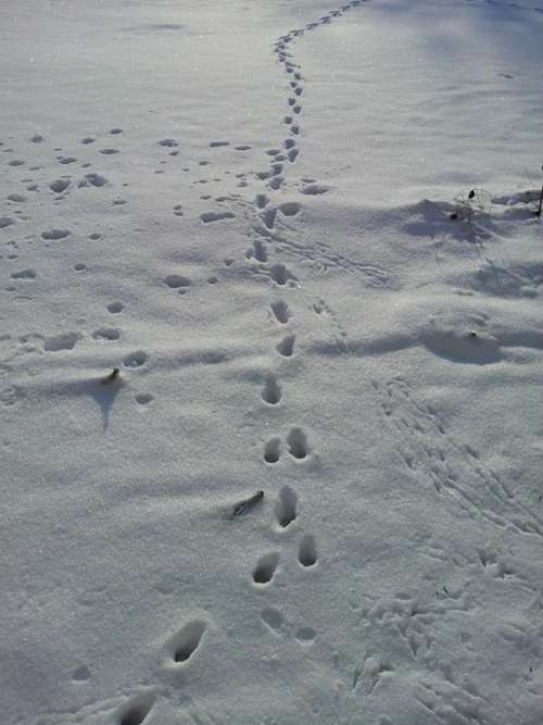 Snow Lane Tracks In The Snow Winter Footprints