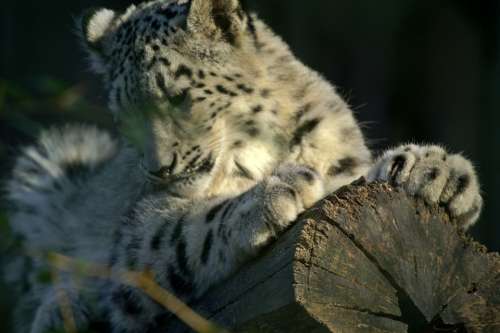 Snow Leopard Snow Leopards Predators Wildcat
