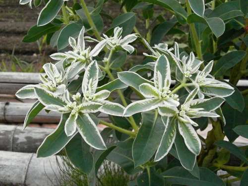 Snow-On-The-Mountain Euphorbiaceae Euphorbia