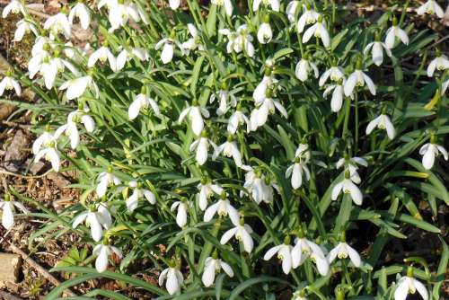 Snowdrop Nature Flowers Forest Signs Of Spring