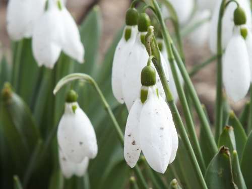 Snowdrops Flowers Spring Bloom Signs Of Spring