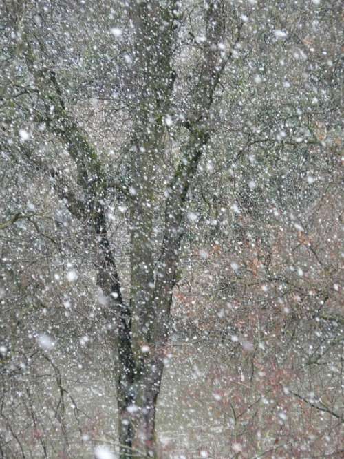 Snowfall Snow Snowflakes Blizzard Winter Flake