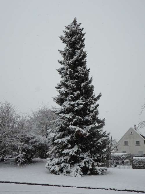 Snowy Fir Tree High Huge Snow Winter Tree Wintry