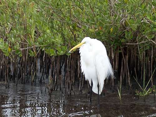 Snowy Egret Bird Wildlife Nature Florida Birds