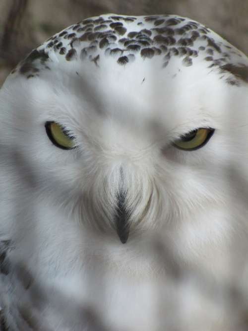 Snowy Owl Owl Zoo Korkeasaari Cage Captive Prison