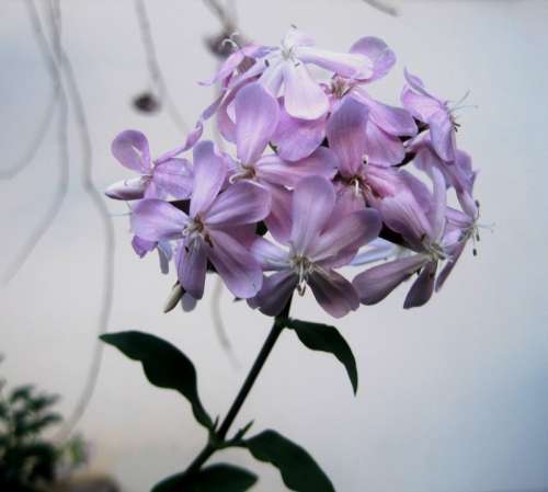 Soapwort Flowerhead Florets Dainty Pink Herb
