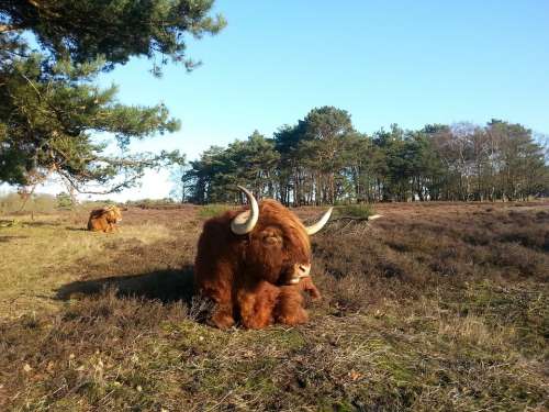 Soester Dunes Nature Beast Scottish Highlander