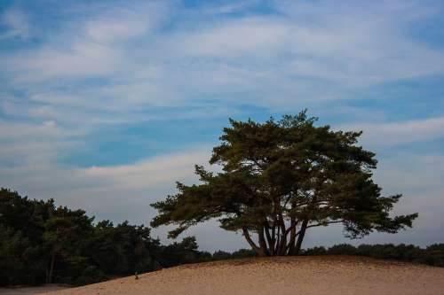 Soester Dunes Dunes Tree Nature Landscape Sand