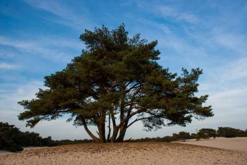 Soester Dunes Dunes Tree Nature Landscape Sand