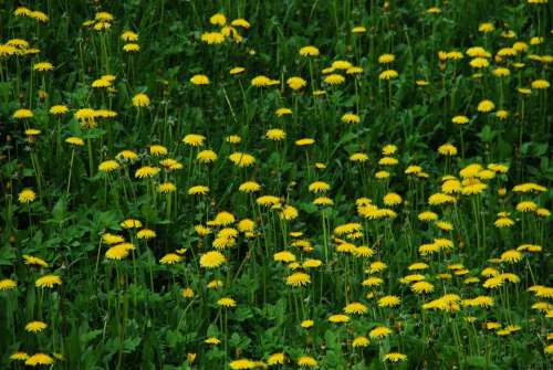 Sonchus Oleraceus Dandelion Meadow Spring Flowers