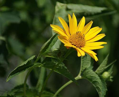 Słoneczniczek Rough Flower Yellow Garden