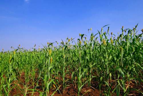 Sorghum Jowar Cereals Crop Karnataka India