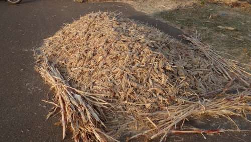 Sorghum Jowar Sorghum-Spikes Harvested Karnataka