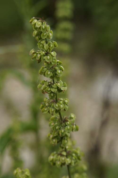 Sorrel Meadow Inflorescence Seeds