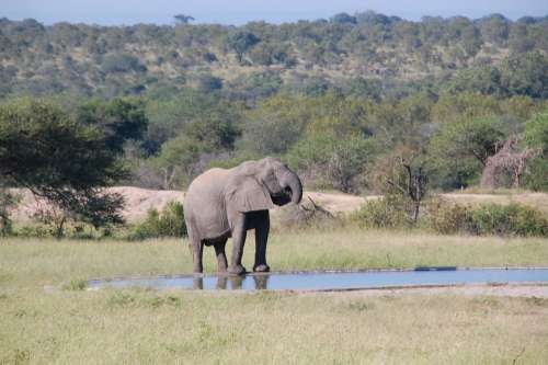 South Africa Wild Nature Wildlife Animals Elephant