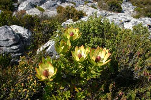 South Africa Flower Wild Plant