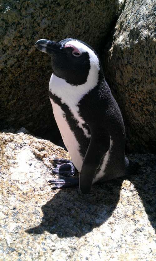 South Africa Penguin Beach
