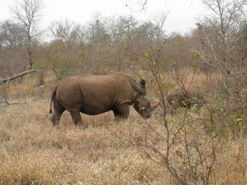 South Africa Rhino Safari