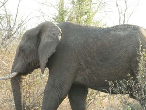 South Africa African Bush Elephant Bushland