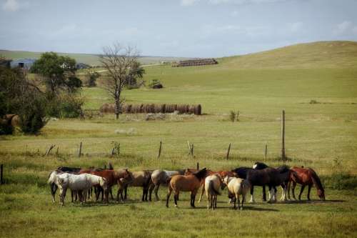 South Dakota Farm Ranch Rural Landscape Scenic