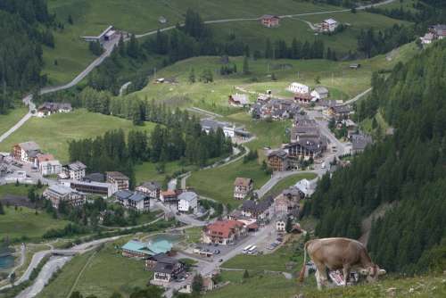 South Tyrol Italy Val Venosta Cow Mountains