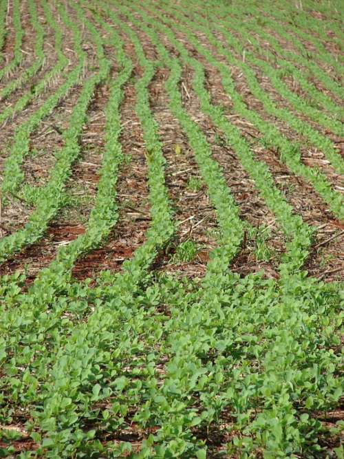 Soybeans Plantation Farm Crop