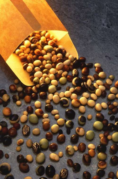 Soybeans Colored Multi Seeds Plants Flora