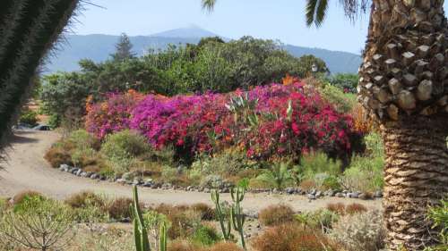 Spain Tenerife Teide Flowers Canary Islands