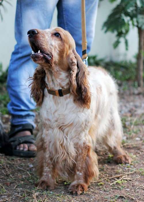 Spaniel Dog Pet Canine Dog Leash White Brown
