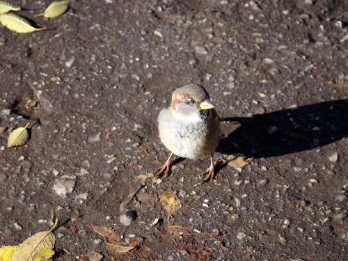 Sparrow Bird Asphalt Leaves Sun