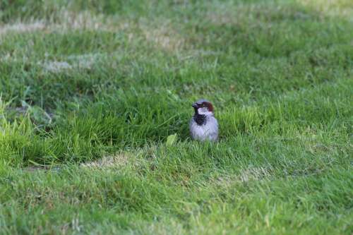 Sparrow Sperling Bird Songbird Animal