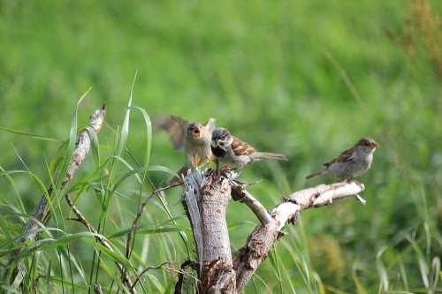 Sparrow Bird Sperling Feed Animal