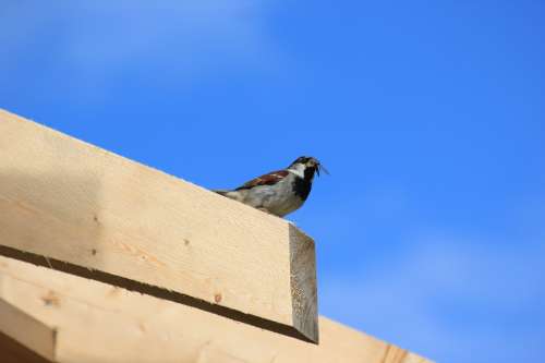 Sparrow Bird Sperling Feed Animal