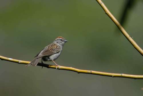 Sparrow Bird Passerina Spizella Birds Animals
