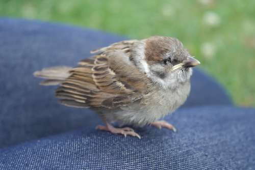 Sparrow Bird Wildlife Young