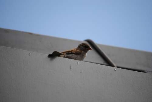 Sparrow Wait Bird
