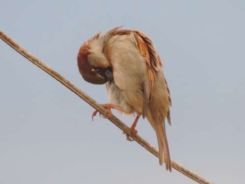 Sparrow Bird Light Wire