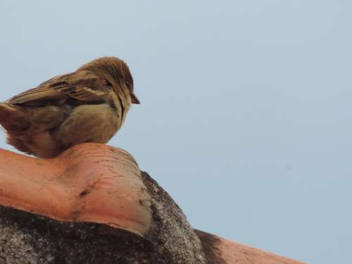 Sparrow Birdie Roof Nature Bird
