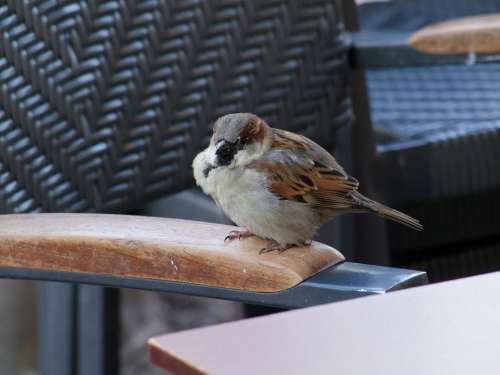 Sparrow Bird Sperling House Sparrow Birds Animals