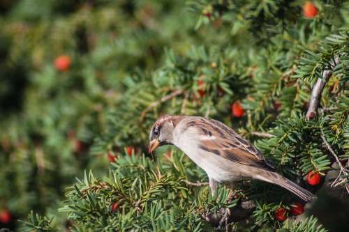 Sparrow Bird Feather Animal Wing Beak Brown Tree