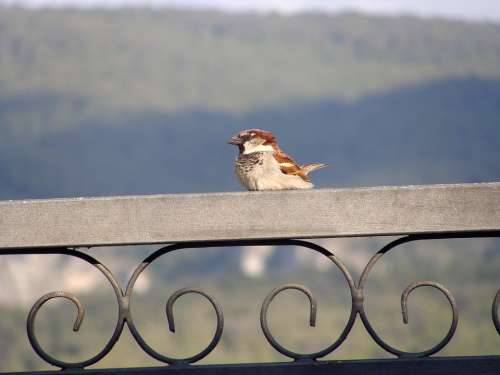 Sparrow Bird