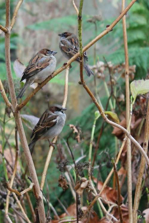 Sparrows Winter Garden Small Little Brown Birdie