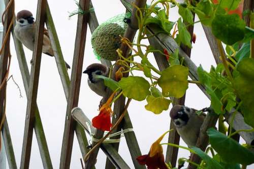 Sparrows Birds Feathered Balcony Garden Nature